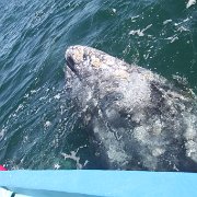 IMG 0001 2 (341)